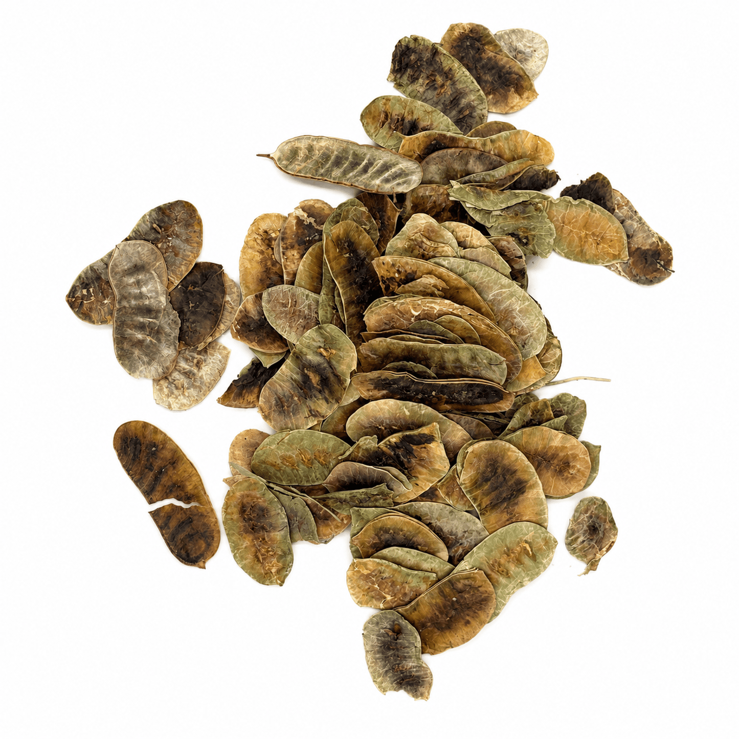 Senna Pods (Folículos de Sen) 11 Lb Bulk Bag | Dried Sen for Traditional Infusions - SAN JOSE PRODUCE & IMPORTS LLC