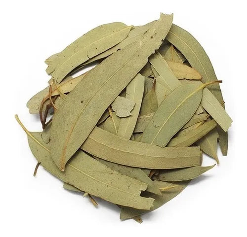 Dried Eucalyptus Leaves Bulk Bag