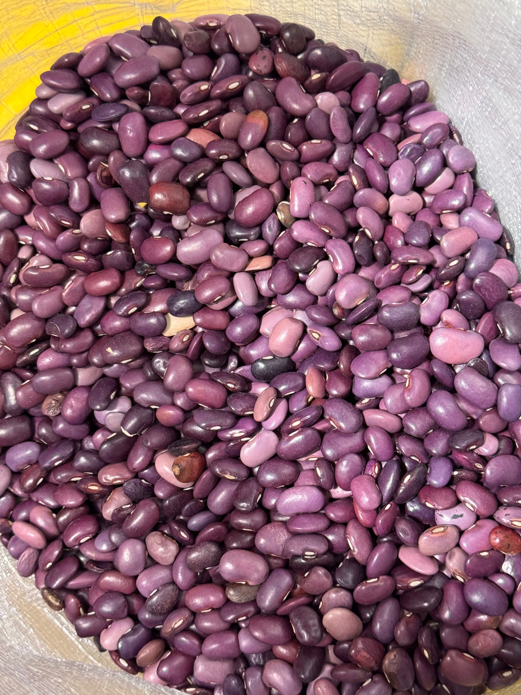 Purple Ayocote Beans 50 Lb Bulk Bag | Heirloom Runner Beans for Stews & Salads