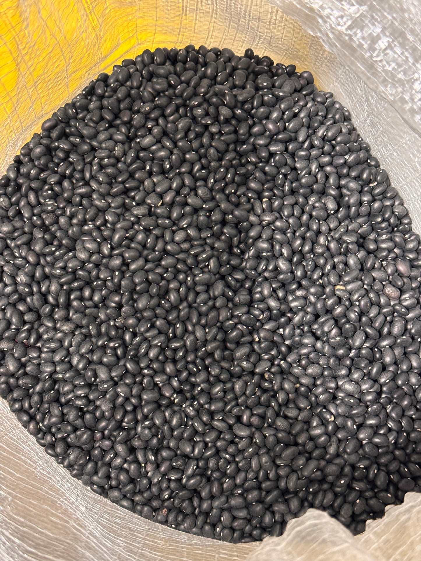 Frijol Negro