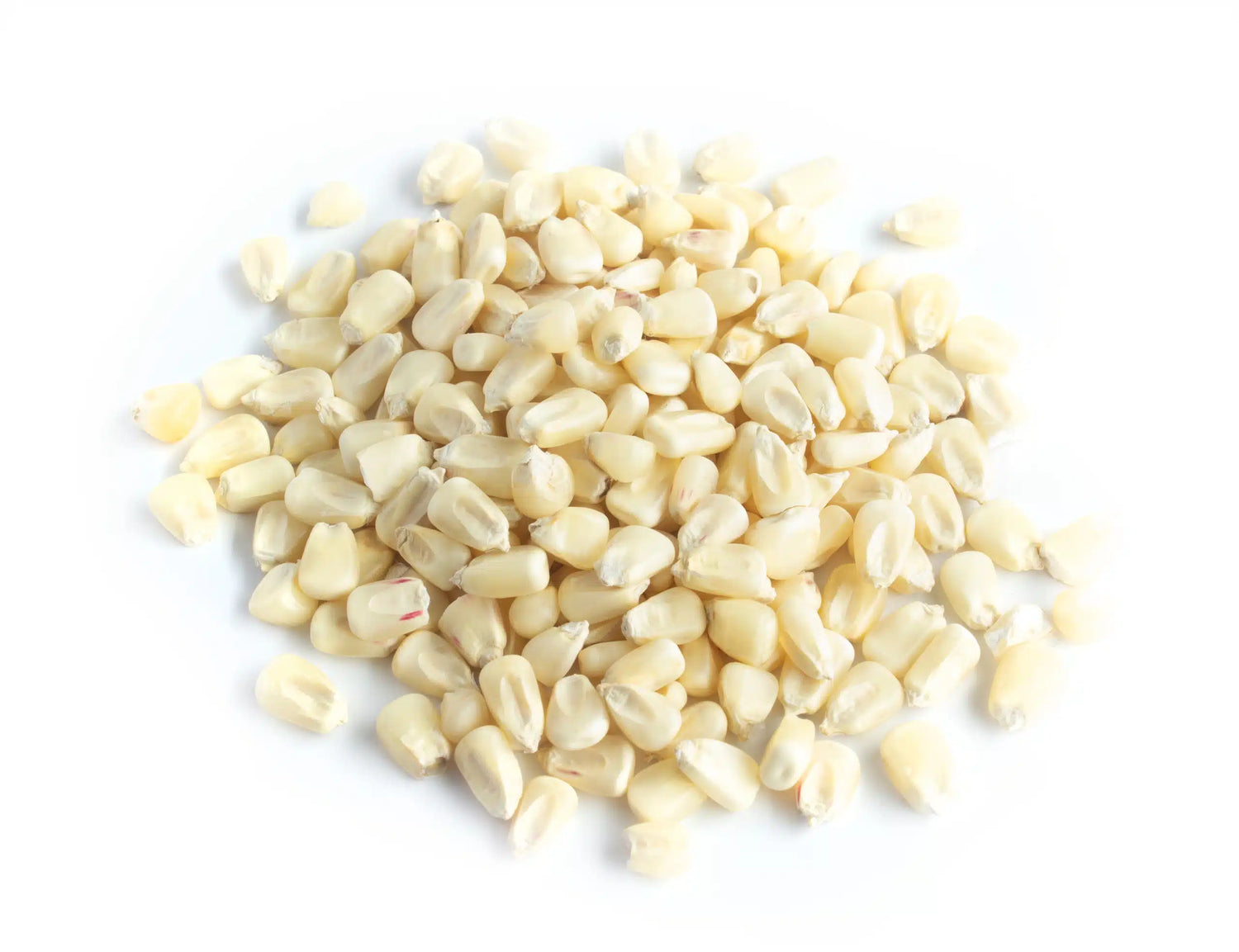 Mexican White Corn Wholesale - SAN JOSE PRODUCE & IMPORTS LLC