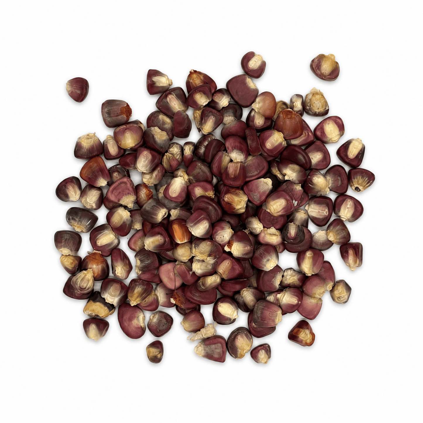 Purple Hominy Corn 50 Lb Bulk Bag | Maíz Pozolero Morado for Pozole - SAN JOSE PRODUCE & IMPORTS LLC