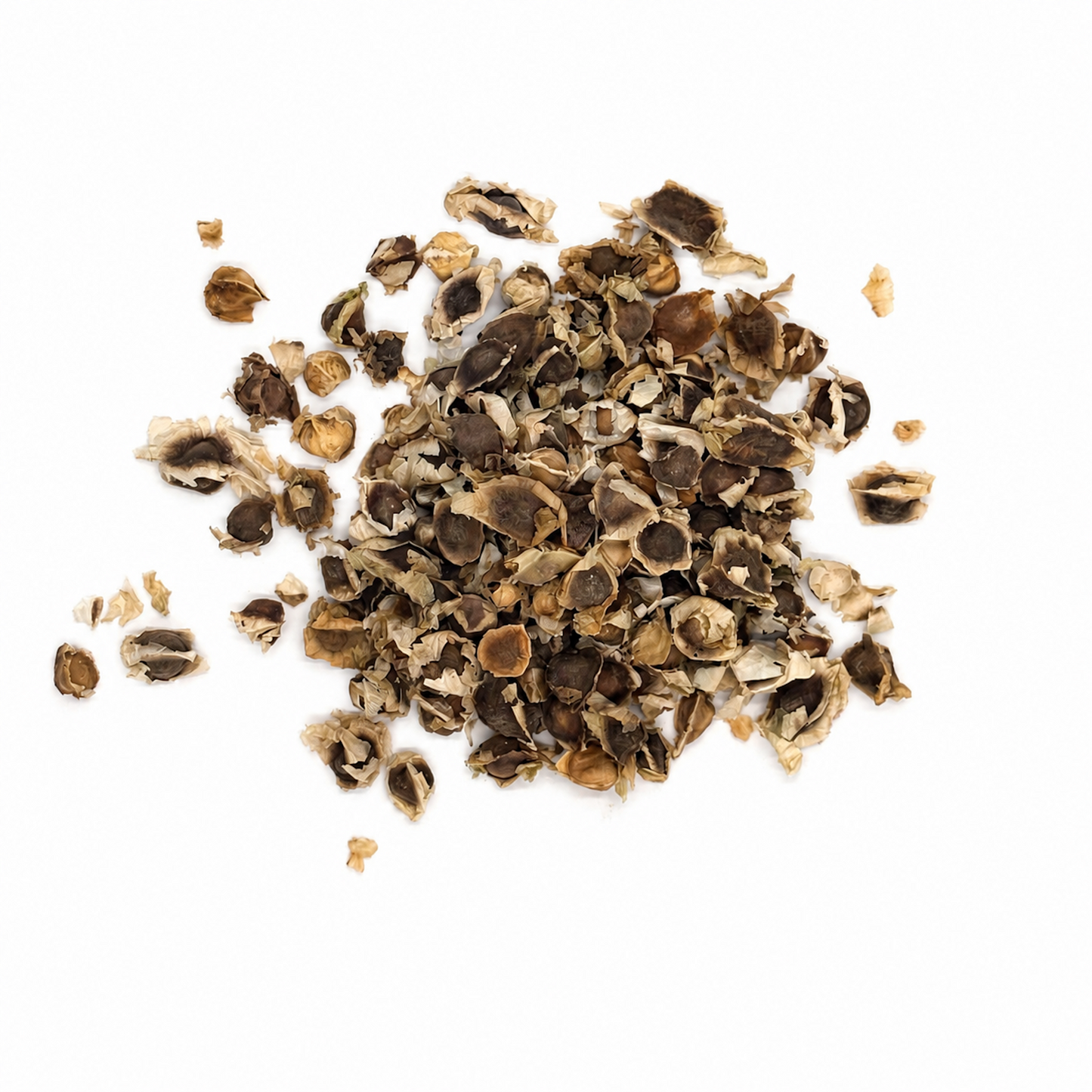Moringa Seeds 11 Lb Bulk Bag | Semilla de Moringa Superfood for Planting & Wellness