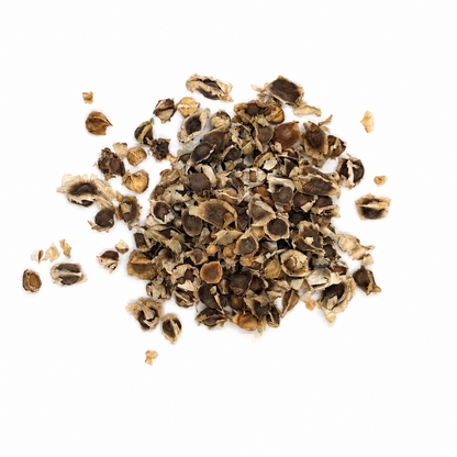 Moringa Seeds 11 Lb Bulk Bag | Semilla de Moringa Superfood for Planting & Wellness