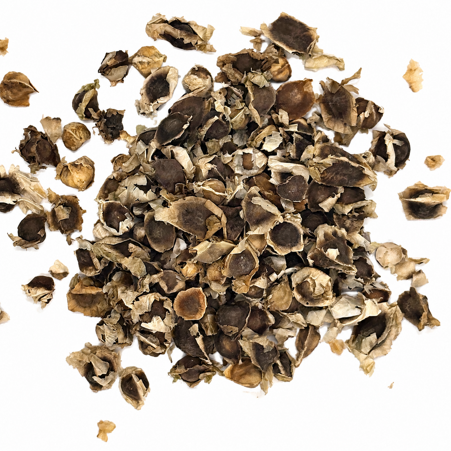 Moringa Seeds 11 Lb Bulk Bag | Semilla de Moringa Superfood for Planting & Wellness