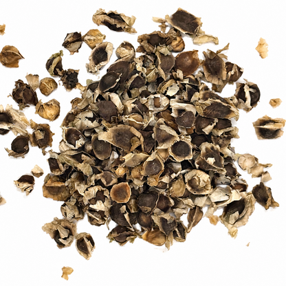 Moringa Seeds 11 Lb Bulk Bag | Semilla de Moringa Superfood for Planting & Wellness
