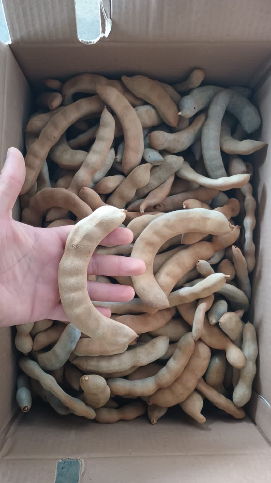 Mexican Tamarind Bulk Box - SAN JOSE PRODUCE & IMPORTS LLC