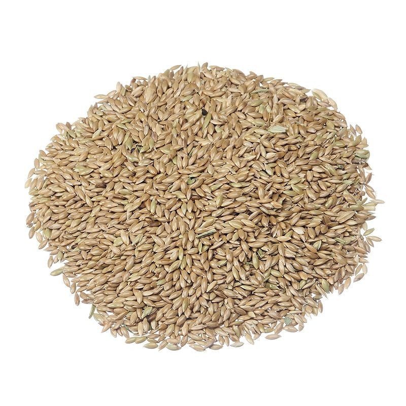 Canary Seeds Bulk Bag - SAN JOSE PRODUCE & IMPORTS LLC