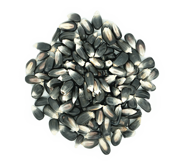 Mexican Blue Corn Wholesale - SAN JOSE PRODUCE & IMPORTS LLC