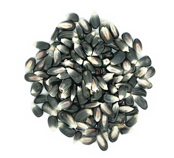 Mexican Blue Corn 50 Lb Bulk Bag