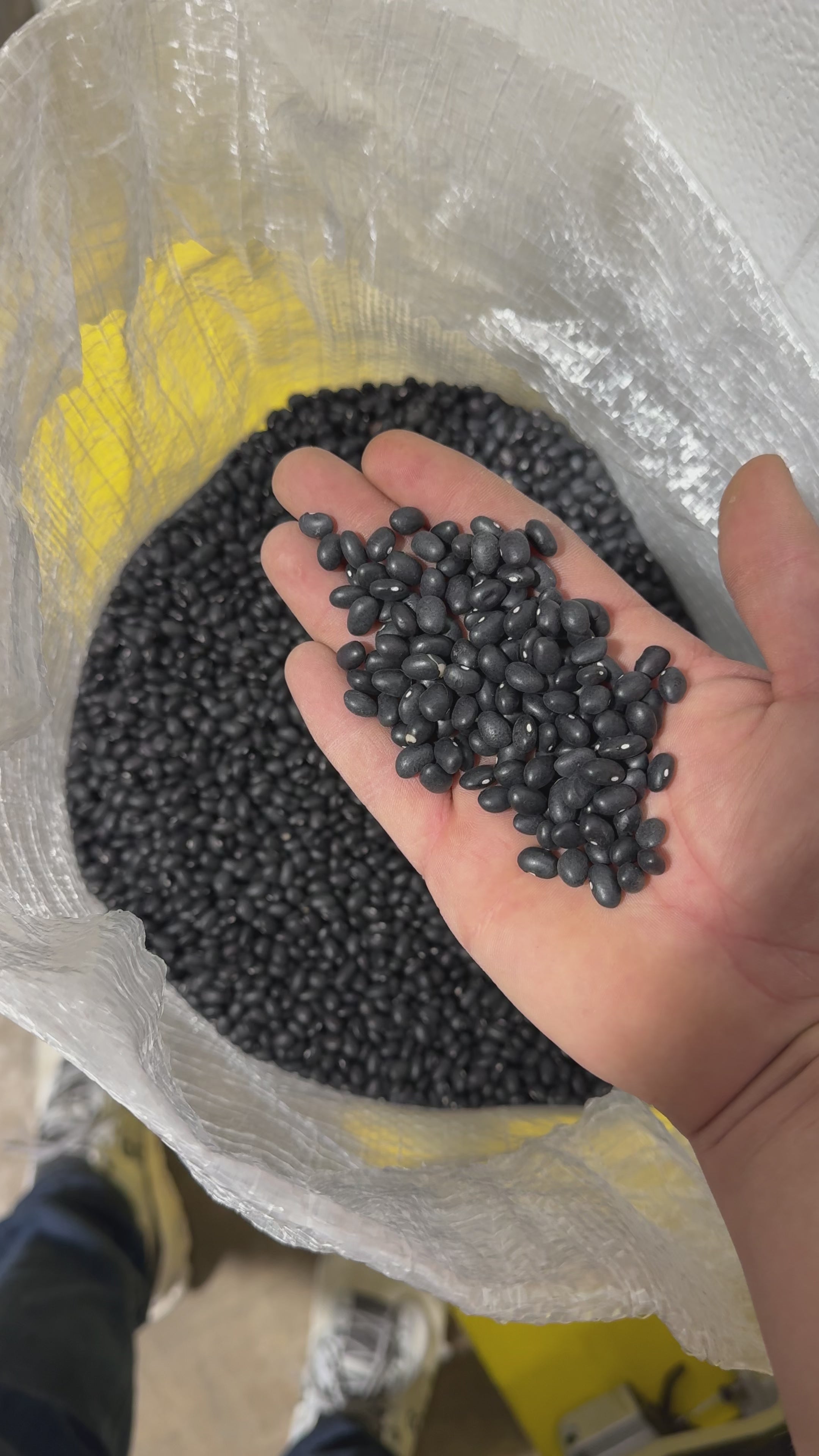 Black Beans Bulk Bag