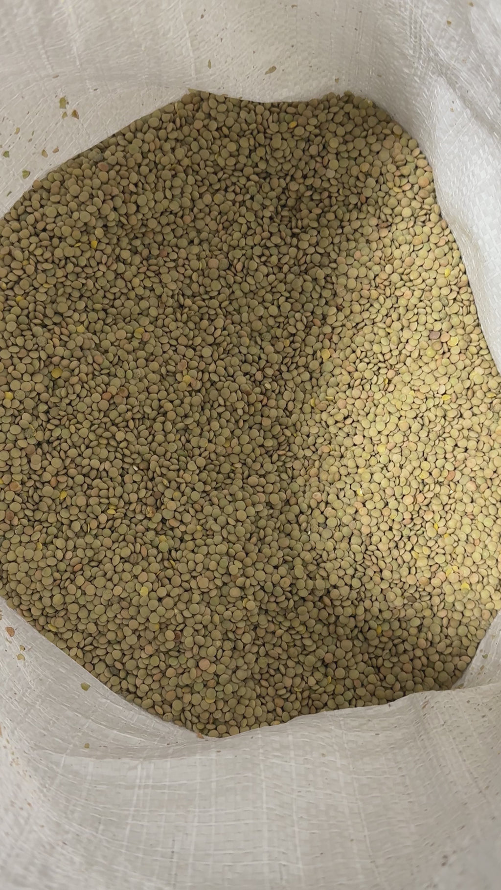 Lentils 50 Lb Bulk Bag