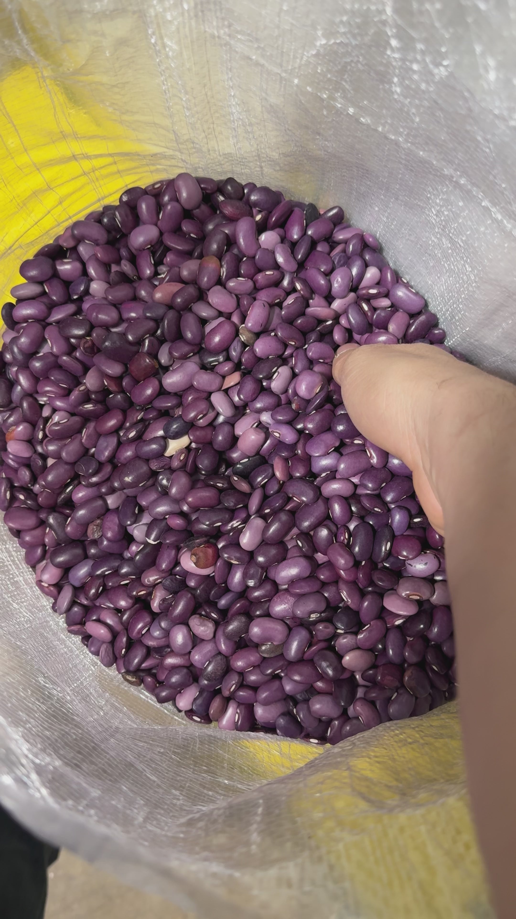 Purple Ayocote Beans 50 Lb Bulk Bag | Heirloom Runner Beans for Stews & Salads