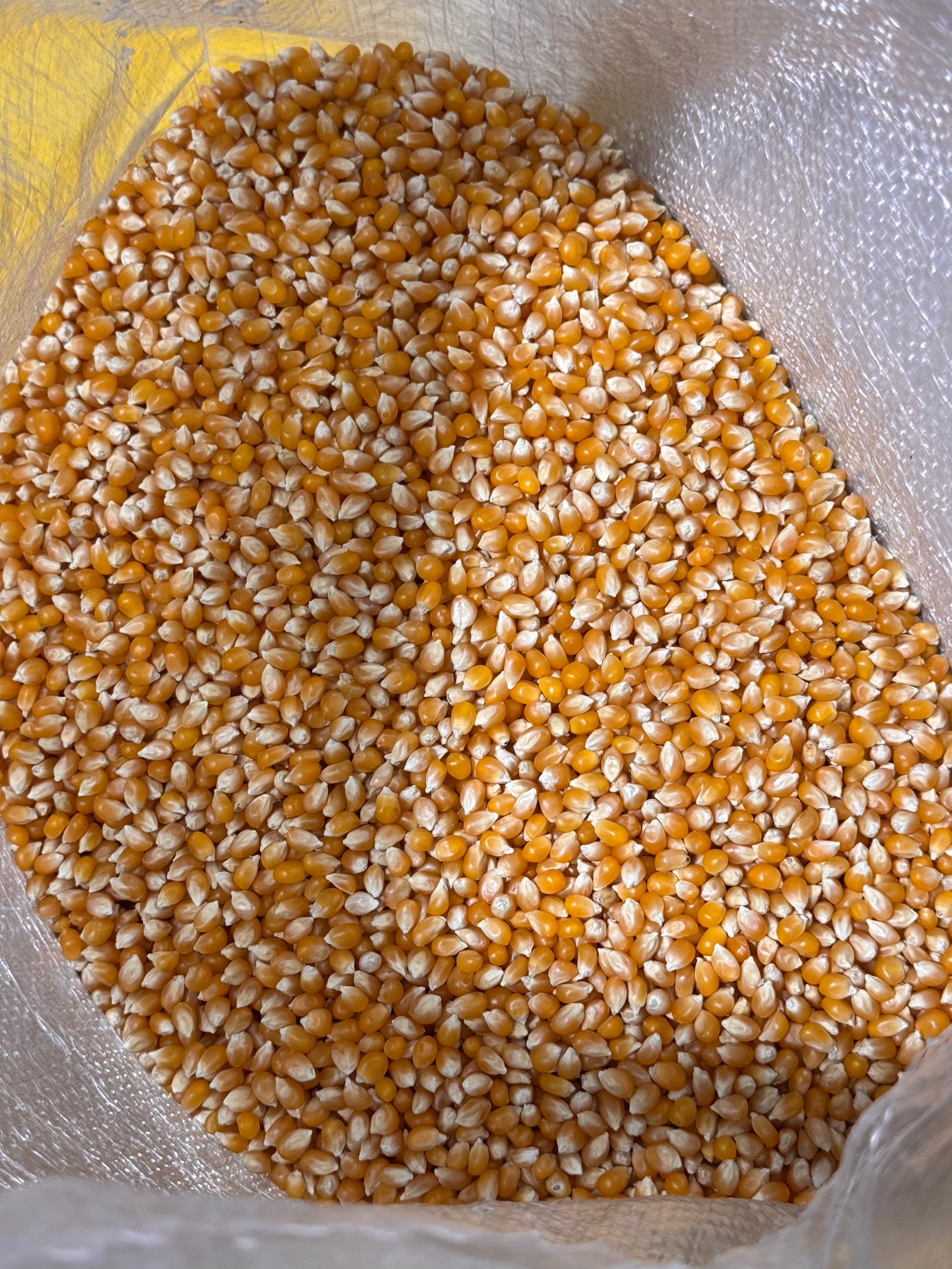 Bulk Popcorn Kernels — Maíz Palomero for Theaters (5–20 lb) – SAN JOSE