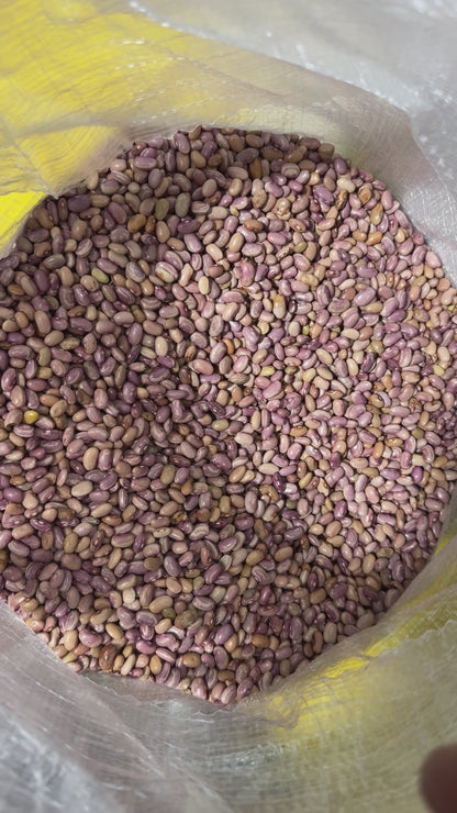 Frijol Flor de Junio