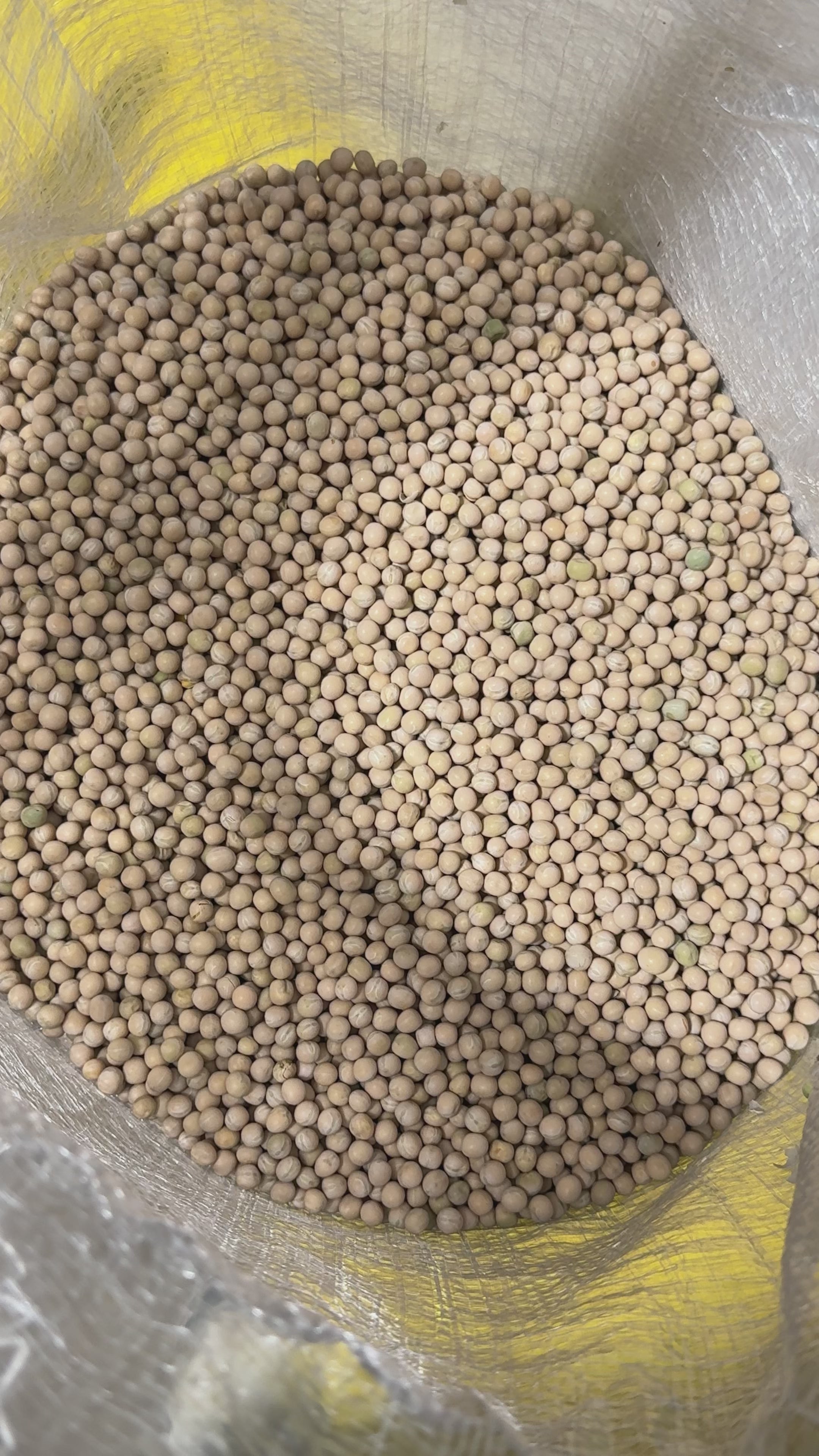 Alverjon Seed Bulk Bag