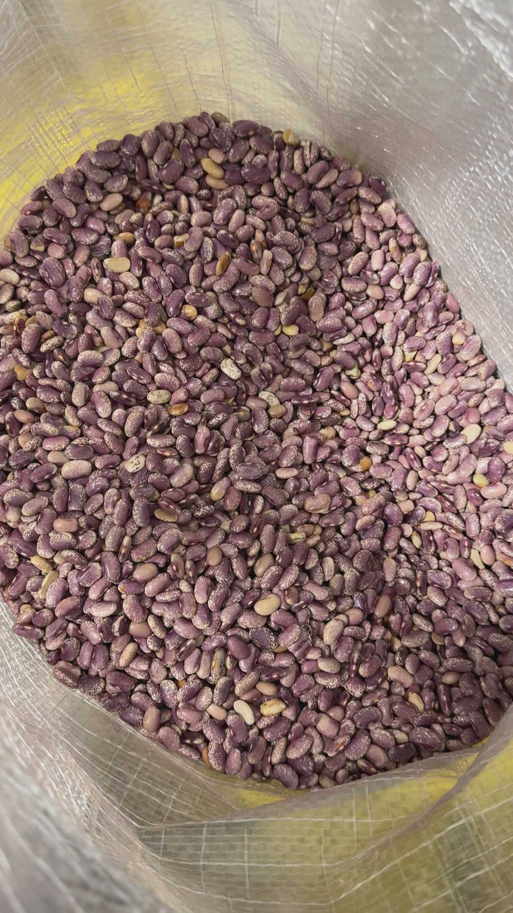 Flor de Mayo Beans 50 Lb Bulk Bag