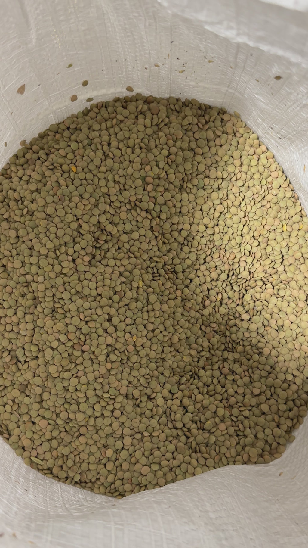 Lentils 50 Lb Bulk Bag