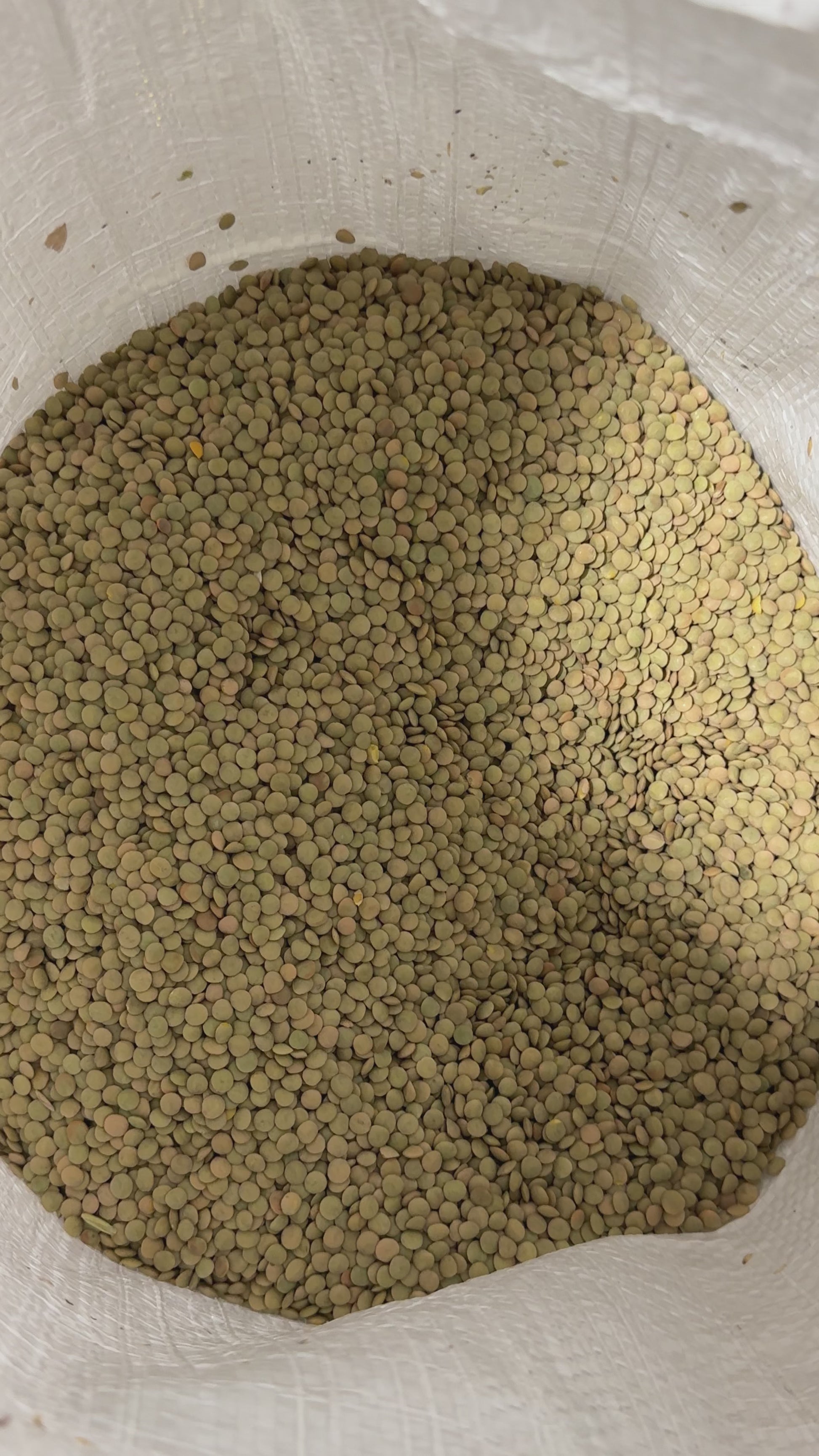Lentils 50 Lb Bulk Bag